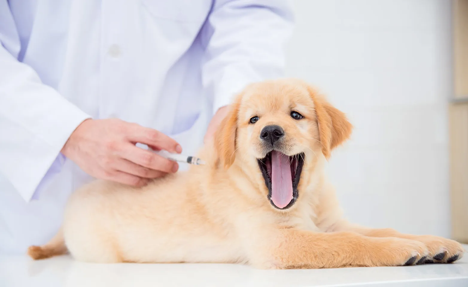 Labrador puppy getting a shot on clinic table from Veterinarian.